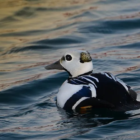 Polar Båtsfjord